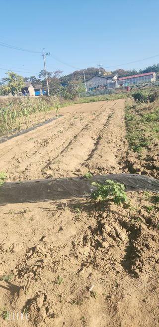 이제윤님의 양파 · 영농일지 작성글 사진