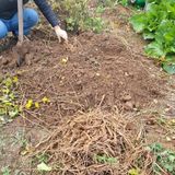 팜모닝 11월 내 작물 자랑하기·참여글 게시글 이미지