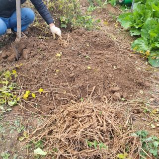 다래님의 11월 내 작물 자랑하기 · 참여글 작성글 사진