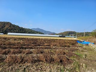 제주님의 들깨 · 자유게시판 작성글 사진