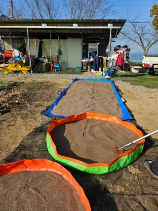 제주님의 들깨 · 자유게시판 작성글 사진