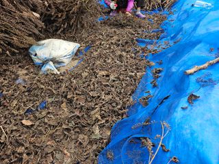 제주님의 들깨 · 자유게시판 작성글 사진