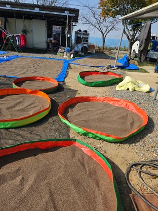 제주님의 들깨 · 자유게시판 작성글 사진