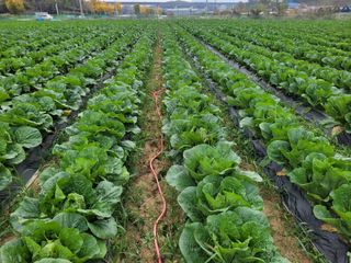 김권중님의 11월 내 작물 자랑하기 · 참여글 작성글 사진