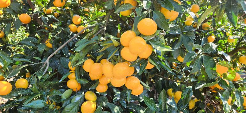 김영혁님의 장터 판매 상품 [타이백감귤10kg] 첨부 사진