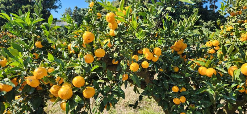 김영혁님의 장터 판매 상품 [타이백감귤10kg] 첨부 사진