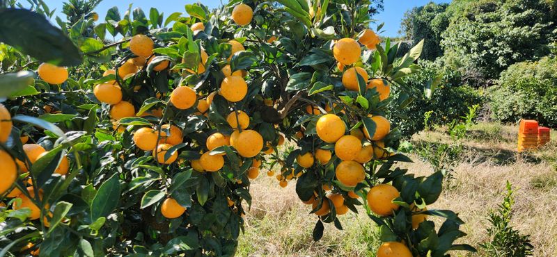 김영혁님의 장터 판매 상품 [타이백감귤10kg] 첨부 사진