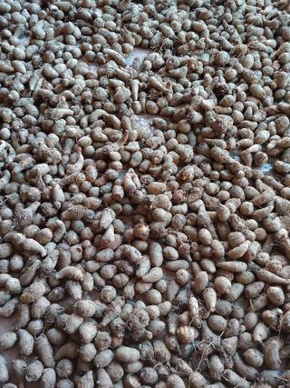 김정숙님의 11월 내 작물 자랑하기 · 참여글 작성글 사진