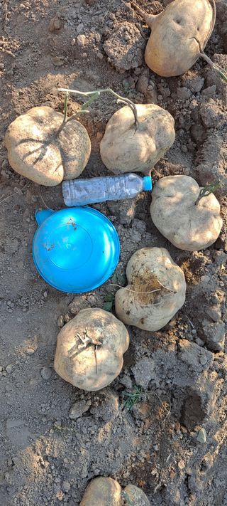 장준재님의 11월 내 작물 자랑하기 · 참여글 작성글 사진