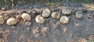 장준재님의 11월 내 작물 자랑하기 · 참여글 작성글 사진