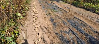 장준재님의 11월 내 작물 자랑하기 · 참여글 작성글 사진