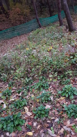 신옥윤님의 11월 내 작물 자랑하기 · 참여글 작성글 사진