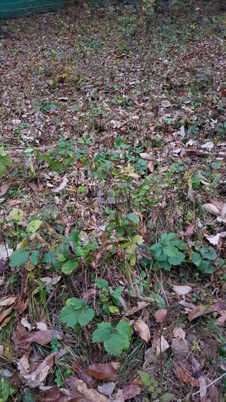 신옥윤님의 11월 내 작물 자랑하기 · 참여글 작성글 사진