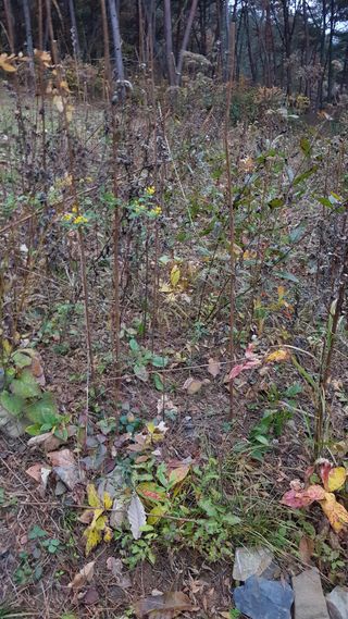 신옥윤님의 11월 내 작물 자랑하기 · 참여글 작성글 사진