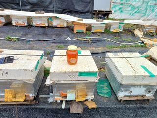 피로할때 천년꿀차,님의 11월 내 작물 자랑하기 · 참여글 작성글 사진