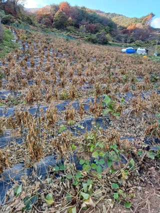 피로할때 천년꿀차,님의 11월 내 작물 자랑하기 · 참여글 작성글 사진