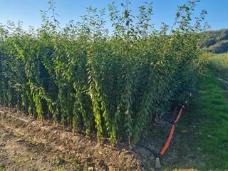 일심묘목농원님의 작성글 사진