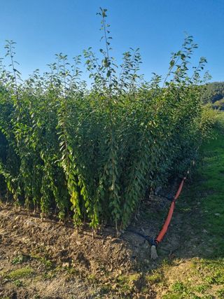 일심묘목농원님의 작성글 사진