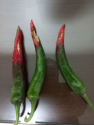 임재창님의 고추 · 병해충상담 작성글 사진