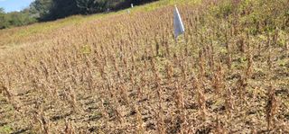 신승철님의 콩 · 영농일지 작성글 사진