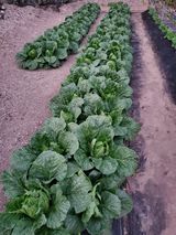 팜모닝 11월 내 작물 자랑하기·참여글 게시글 이미지