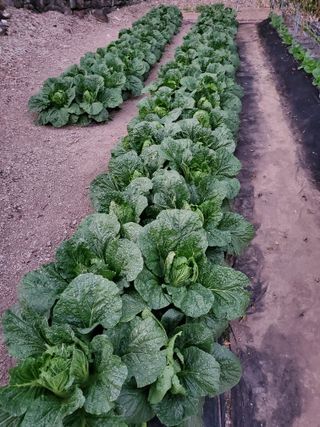 김윤철님의 11월 내 작물 자랑하기 · 참여글 작성글 사진