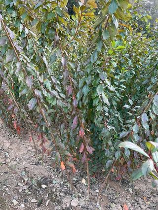 일심묘목농원님의 작성글 사진