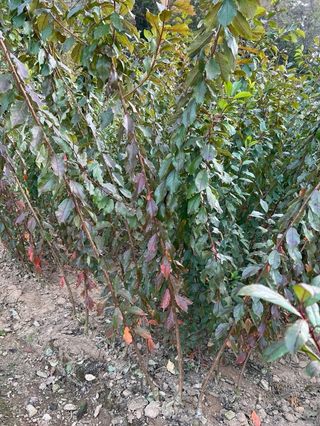 일심묘목농원님의 작성글 사진