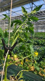 팜모닝 토마토·품종•종자 게시글 이미지