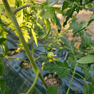 김지연님의 토마토 · 품종•종자 작성글 사진