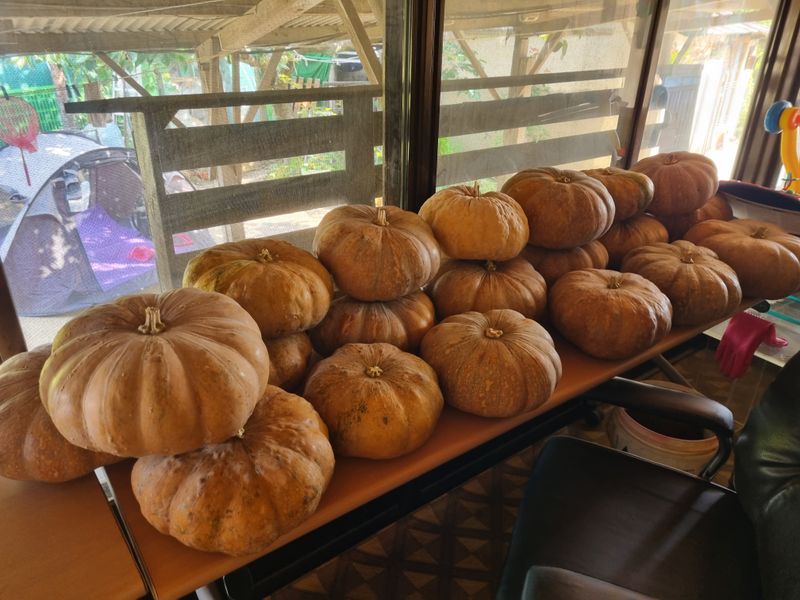 장터 상품 [호박(판매완료)] 썸네일