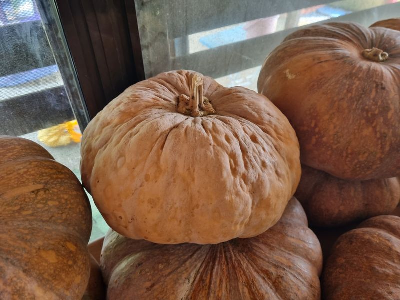 꼬마농부님의 장터 판매 상품 [호박(판매완료)] 첨부 사진