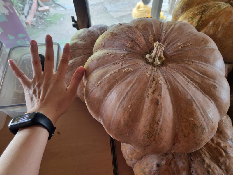 꼬마농부님의 장터 판매 상품 [호박(판매완료)] 첨부 사진