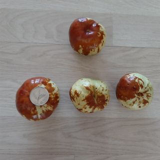 전미선님의 11월 내 작물 자랑하기 · 참여글 작성글 사진