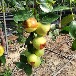 전미선님의 11월 내 작물 자랑하기 · 참여글 작성글 사진