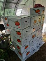 팜모닝 감·영농일지 게시글 이미지