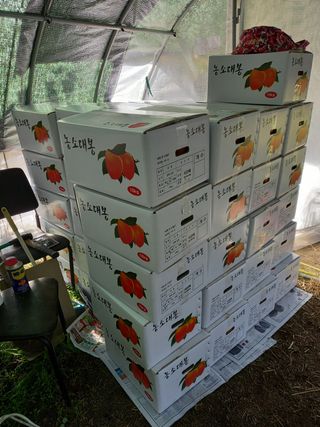 서선옥님의 감 · 영농일지 작성글 사진