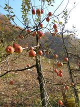 팜모닝 사과·일상 게시글 이미지