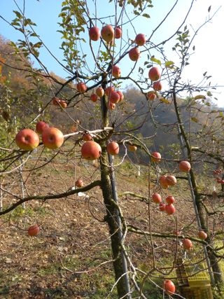 배추19087님의 사과 · 일상 작성글 사진