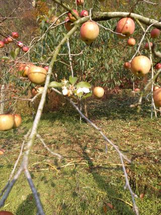 배추19087님의 사과 · 일상 작성글 사진