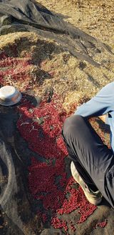 팜모닝 벼·영농일지 게시글 이미지