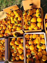 팜모닝 11월 내 작물 자랑하기·참여글 게시글 이미지