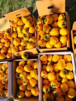 낙엽교목류21691님의 11월 내 작물 자랑하기 · 참여글 작성글 사진