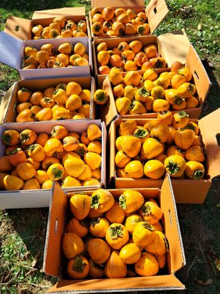 낙엽교목류21691님의 11월 내 작물 자랑하기 · 참여글 작성글 사진