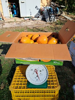 낙엽교목류21691님의 11월 내 작물 자랑하기 · 참여글 작성글 사진