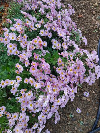 경선님의 자유주제 · 자유게시판 작성글 사진