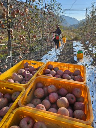 김정옥님의 11월 내 작물 자랑하기 · 참여글 작성글 사진