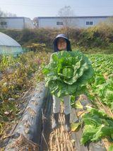 팜모닝 배추·영농일지 게시글 이미지