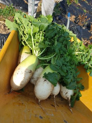 샤이니바다님의 배추 · 영농일지 작성글 사진