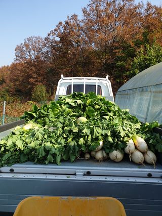 샤이니바다님의 배추 · 영농일지 작성글 사진